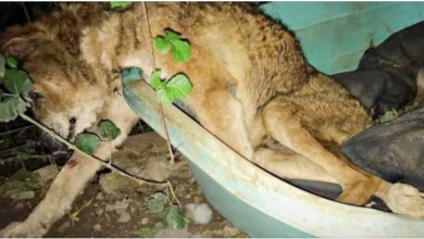 Photo of Old Dog Cast Out From His Home Slumped Over & Waited For His Time To Come