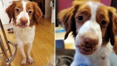 Photo of Left With A Wonky Face After Being Badly Abused, He Ached For Love & Acceptance
