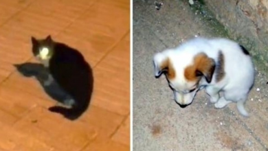 Photo of Man Was Feeding A One-Eyed Stray Cat, But Cat Led Him To A Dying Puppy Instead