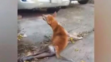 Photo of Dog Dragged Her Pained Body In Agony & Screamed For A Human To Intervene