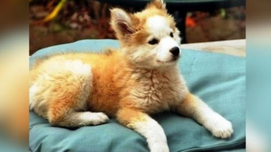 Photo of Man Rescues A “Regular Mutt” Puppy, But Finds Out She’s “Not A Mutt At All”