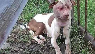 Photo of Her Days Were Numbered As She Helplessly Roamed Streets With Severely Swollen Face