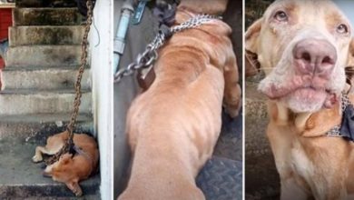 Photo of She Was Kept On A Heavy Chain So Short, She Couldn’t Leave The Stairs For Years
