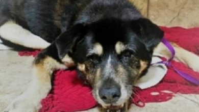 Photo of ‘What An Ugly Old Dog’ Woman Disses As She Walked Past A Senior Dog At Shelter