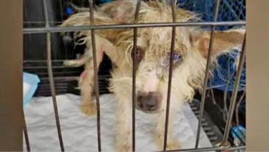 Photo of Poor Couple With Rusty Crate Bangs On Door Of Wealthy House That Hid Sick Dog
