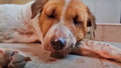 Photo of Stray Fought So Hard That She Fainted Against The Steps Of A Convenience Store
