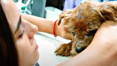 Photo of Forced Into A Container By Madman & Put In Trash, Sick Dog Held For 1st Time
