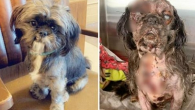 Photo of Service Dog Found Shaking & Screaming In Pain After Owner Turns Back For Moments