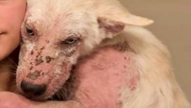 Photo of Broken Dog That Didn’t Matter Hung His Head In Shame, Clings To Woman Tightly