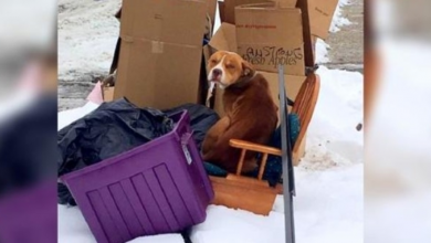 Photo of Chained Dog That’s Slighted By Owner & Couldn’t Lie Down, Only Wants 1 Thing