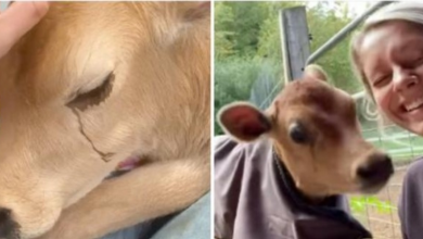 Photo of 3-Day-Old Calf Found Suffering & Chained With Bailing Twine Around His Neck