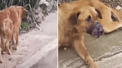 Photo of Sealed-Snout Dog Wouldn’t Let Them Get Close But Kept Leading Them Down A Pathh
