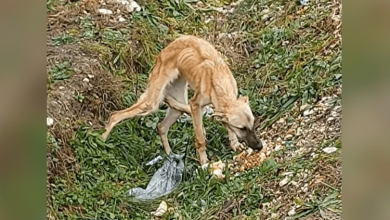Photo of He Found A Scared Dog Who Doesn’t Trust People At All And Is Very Sad