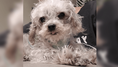 Photo of Owner Dumps 14-Year-Old Sickly Pomeranian On Death’s Doorstep At Shelter