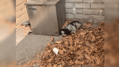 Photo of Full Of Mats & Attacked By Coyotes, Terrified Pup Cowers In Corner All Alone