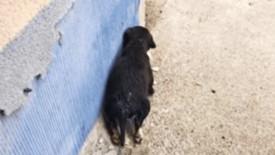 Photo of Baby Beaten For Being ‘Dumb’ Is Too Ashamed To Turn Around, Felt The Ground Move