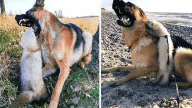 Photo of Woman Hoped Big Dog & Ferret Would Become Friends, But The Dog Opened Her Mouthh