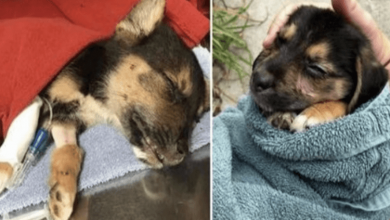 Photo of Kicked In Head & Left In Alley To Bleed Out, She Held On With Every Breath