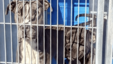 Photo of Owner Allows Their Pit Bulls To Be Put Down, But 88-Year-Old Neighbor Says “No”