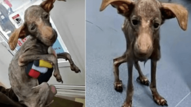 Photo of No One Wanted To Get Attached To Sickly Pup, She Stayed At His Side Anyway