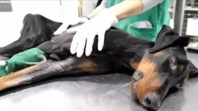 Photo of Monster Broke Her Back & She Crawled Through Field Of Broken Glass To Find Help
