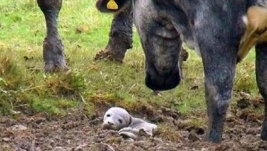 Photo of Man Finds Dying Puppy Buried Alive In The Ground, But It’s ‘Not A Puppy At All’