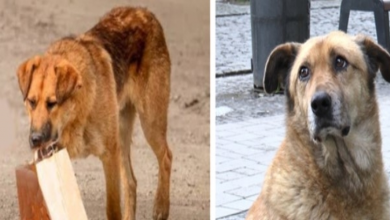 Photo of The Dog Came Every Day For Food And Took It In A Bag To The Underpass. The Man Followed It