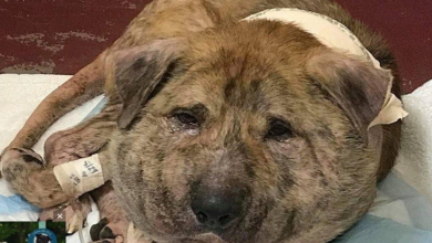 Photo of Dog With Shoelace Embedded In His Neck Walked Streets For A Year Before Help Arrived
