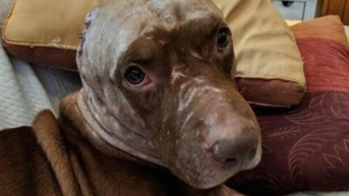 Photo of Sad & Scared Dog Who Had His Ears Ripped Off Just Wants to Cuddle & Find a Forever Home