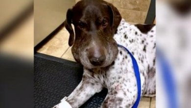 Photo of Rattlesnake Latches Onto Dog & Bites Him 5 Times As Dog Tries To Break Free