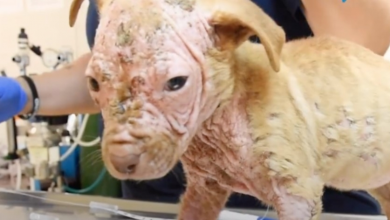 Photo of Little Bald ‘Burned’ Baby With Sores Ravaging Her Body, Needed Prayer