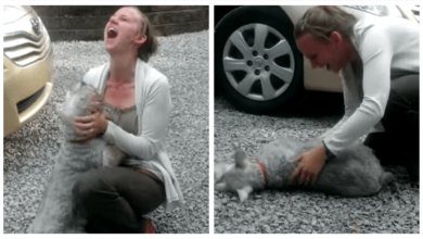 Photo of Long Lost Schnauzer Reunited With Owner And The Dog Passed Out From Excitement