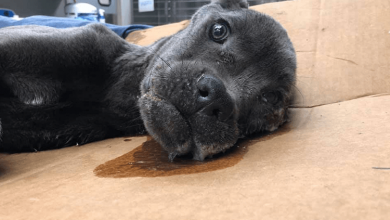 Photo of Victimized Puppy Left On Interstate Gets A Sign To Remind Him He’s Worth It