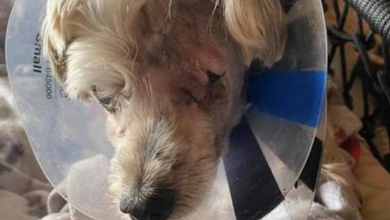 Photo of Neglected Dog Sprayed in Eyes with Air Freshener to Stop His Barking Finally Gets the Love He Deserves