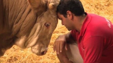 Photo of Bull’s been imprisoned his whole life – the moment he’s set free is beautiful to behold