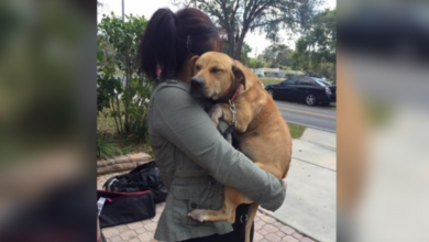Photo of Traumatized Dog Can’t Stop Clinging To Her Rescuers