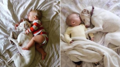 Photo of Frightened rescue dog finds comfort in her 11-month-old loyal friend