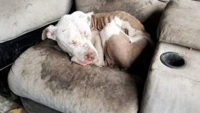 Photo of Discarded After Bait Ritual & Target Practice – Sweet Boy Hid From His Monsters