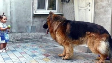 Photo of The girl rescued a big dog from the market. Nobody loved it, while it wanted warmth and happiness.