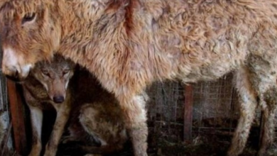 Photo of A donkey was put in a cage to the captured wolf that helped him eat