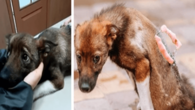 Photo of He Couldn’t Hold Back His Tears When He was Rescued After Lying Motionless on The Street for Days