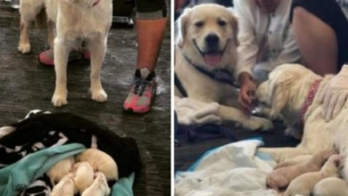 Photo of Everyone at the airport stopped when the sweet service dog laid down and started whimpering