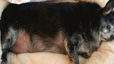 Photo of Woman Comes Across An Overweight Chihuahua And Gasps Out Loud