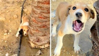 Photo of Jogger Hears Blood-Curdling Screams Of Pain And Noticed It Was Coming From A Puppy