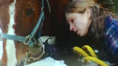 Photo of Heroic Wolf Dog Saves Owner And Blind Horse From Freezing To Death