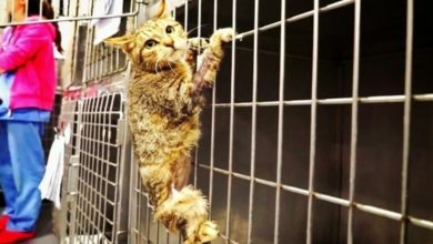 Photo of Cat gets leg amputated, but shortly after he starts acting weirdly and nobody can explain why