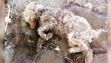 Photo of Woman Tried To Lift Her Lifeless Pup Stiff Body And Her Paw Twitched