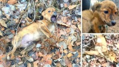 Photo of He Was Caught in A Trap Deep In The Forest, Crying, Broken, Trying to Escape But Absolutely Couldn’t