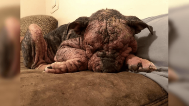 Photo of “She Stunk, She Couldn’t See, And She Bled All Over The Couch”: Kind People Save A Dying Dog And Her Transformation Is Incredible