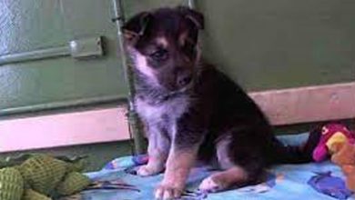 Photo of German Shepherd Surrendered To High Kill Shelter With His Toy, Cries Before He Sleeps